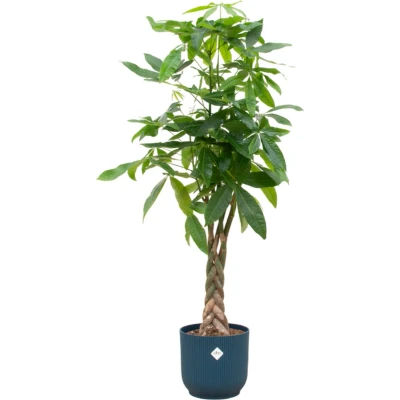 Afbeelding van Pachira Aquatica + elho Vibes Fold Round blauw Ø30 160 cm