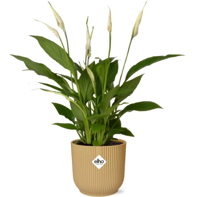 Afbeelding van Plantenboetiek.nl Spathiphyllum Torelli in ELHO Vibes Fold geel Ø14cm 45cm hoog Kamerplant Groenblijvend