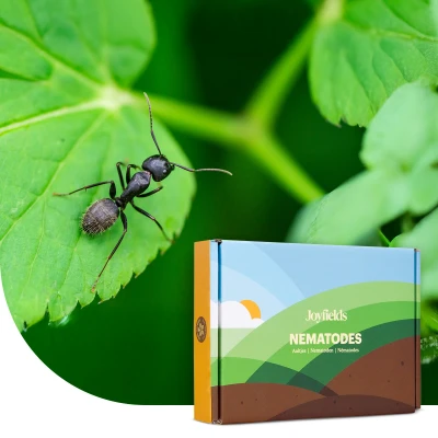 Afbeelding van Joyfields Aaltjes Tegen Mieren (Steinernema Feltiae) 10 Miljoen Tot 20 M²