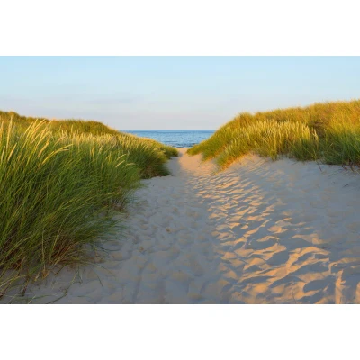 Afbeelding van Komar Fotobehang Sandy Path 368x254 cm (breedte x hoogte), inclusief pasta (set)