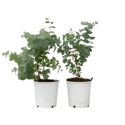 Afbeelding van Eucalyptus Pulverulenta &#039;Baby Blue&#039; Set van 2 Pot 13cm Hoogte 25 40cm