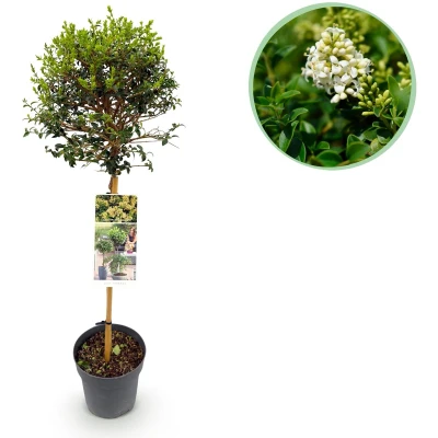 Afbeelding van Tuinplantenshop.com Ligustrum delavayanum Plant op stam Terras Bladhoudend Weinig Onderhoud Ø19cm 80 90cm hoog Tuinplant