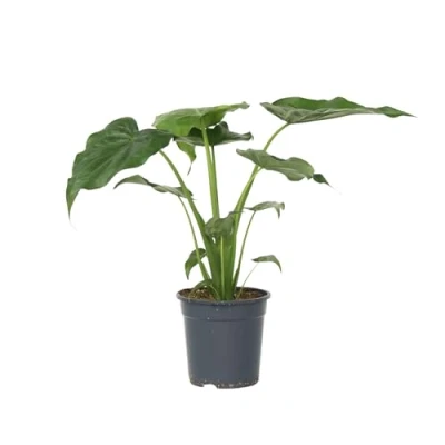 Afbeelding van Plant in a Box Olifantsoor Alocasia Cucullata Hoogte 70 80cm Pot 19cm Kamerplant Groen