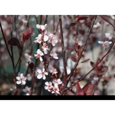 Afbeelding van 2 x Prunus cistena Sierpruim 60 80 cm in pot