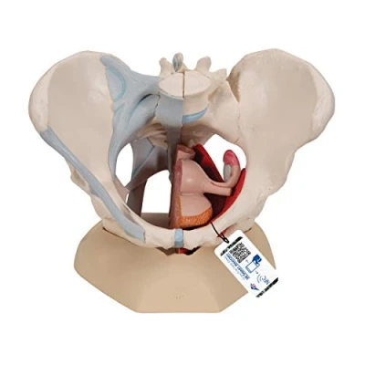 Afbeelding van 3B Scientific Menselijke anatomie vrouwelijk bekken met banden mediaan snit door bekkenbodemspieren en organen, 4 delig + gratis anatomiesoftware Smart Anatomy, H20/3