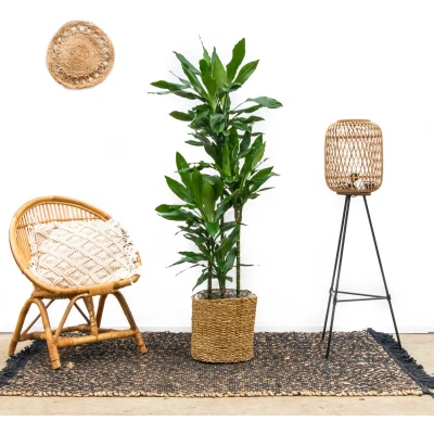 Afbeelding van Dracaena Janet Lind XXL 190cm