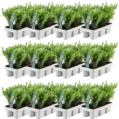Afbeelding van Plants by Frank 72 hulst planten winterhard x Ø7 cm ↕15 Ilex crenata Jenny haagplanten