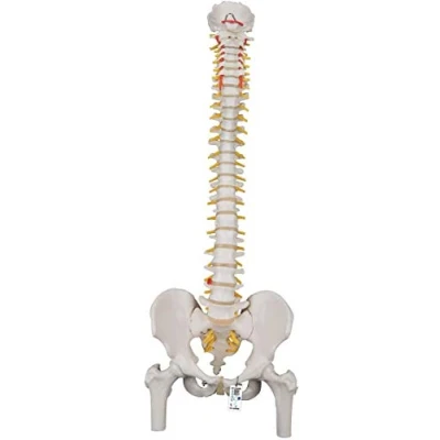 Afbeelding van Klassiek flexibel menselijk ruggengraatmodel met dijbeenkoppen
