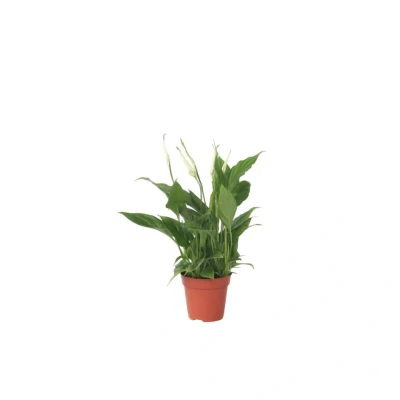 Afbeelding van Spathiphyllum Lima Set van 4 Lepelplant Pot 17cm Hoogte 60 75cm
