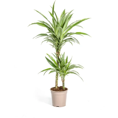 Afbeelding van Plantenboetiek.nl Dracaena Deremensis White Stripe Ø19cm 80cm hoog Kamerplant Groenblijvend