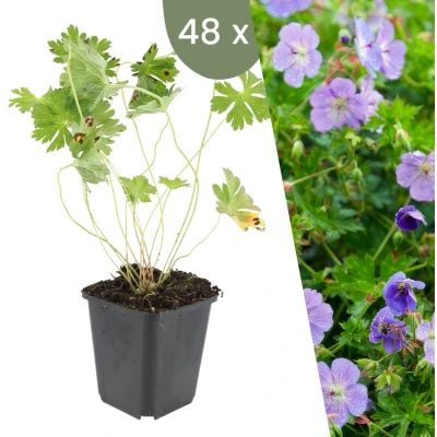 Afbeelding van Plants by Frank 48 Ooievaarsbek planten Geranium &#039;Rozanne&#039; Winterharde bodembedekker tuinplanten vaste meerjarig
