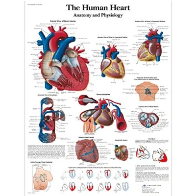 Afbeelding van 3B Scientific VR1334UU Human Anatomy &quot;The Heart and Physiology Chart&quot;, papieren versie (Engelse versie), 50 x 67 cm