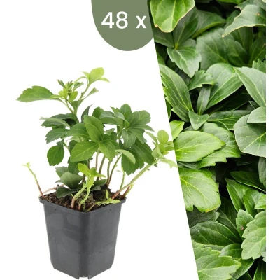 Afbeelding van Plants by Frank 48 Dikkemanskruid planten Pachysandra terminalis Winterharde bodembedekker tuinplanten vaste meerjarig