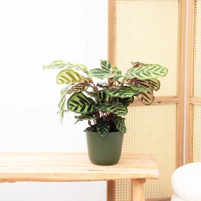 Afbeelding van Calathea Makoyana 60cm