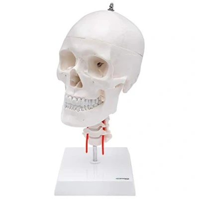 Afbeelding van Cranstein A 214 Anatomische Schedel met cervicale wervelkolom op statief Medische studies en opleiding anatomiemodel Schedelmodel
