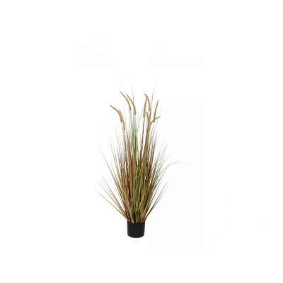 Afbeelding van Pluimgras Dogtail 120cm