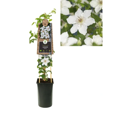 Afbeelding van Klimplant Clematis &#039;Destiny&#039; (Bosrank)