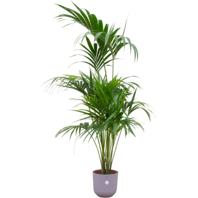 Afbeelding van Green Bubble Kentia palm inclusief elho Jazz Round lavender lilac Ø26 180 cm