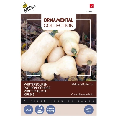 Afbeelding van Ornamental Pompoen, Wintersquash Waltham Butternut
