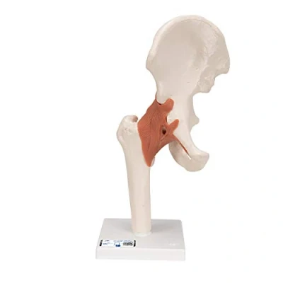 Afbeelding van 3B Scientific Menselijke anatomie heupgewricht functioneel model + gratis app Smart Anatomy, A81