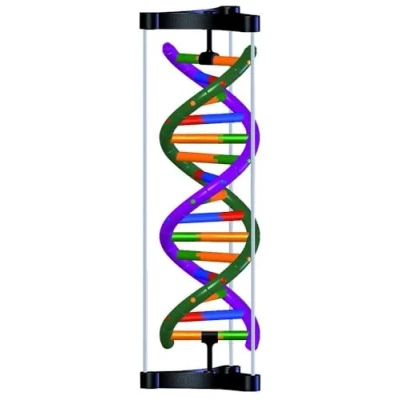 Afbeelding van 3B Scientific DNA Double Helix Model, Student Kit