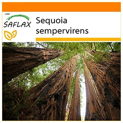 Afbeelding van SAFLAX Garden in the Bag Kustsequoia 50 Zaden Met substraat een passende staande zak Sequoia sempervirens