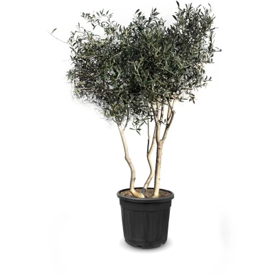 Afbeelding van Sunny Tree olijfboom Boom Olijfstruik Multistam Winterharde Hoogte 180 200 cm