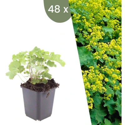Afbeelding van Plants by Frank 48 Vrouwenmantel planten Alchemilla mollis Winterharde bodembedekker tuinplanten vaste meerjarig