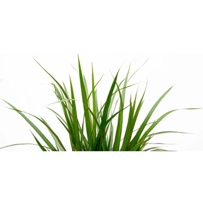 Afbeelding van Dracaena Marginata XL 150cm
