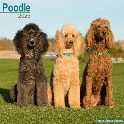 Afbeelding van Poodle Calendar 2026 Square Dog Breed Wall 16 Month