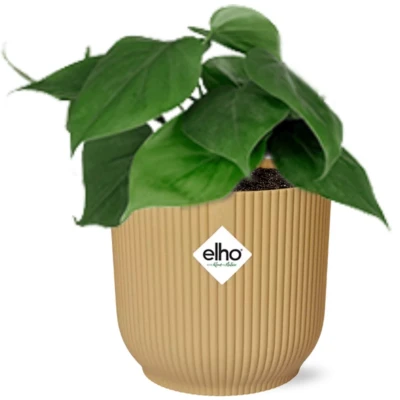 Afbeelding van Plantenboetiek.nl Philodendron Scandens in ELHO Vibes Fold geel Ø14cm 25cm hoog Kamerplant Groenblijvend