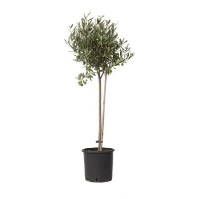 Afbeelding van Olea Europaea Winterharde olijfboom op stam Pot 19cm Hoogte 80 90cm