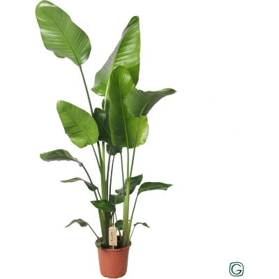 Afbeelding van Plantenboetiek.nl Strelitzia Nicolai Ø21cm 130cm hoog Kamerplant Groenblijvend