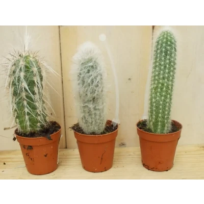 Afbeelding van 3 stuks! Kamerplant Cactus mini hoog Warentuin Natuurlijk
