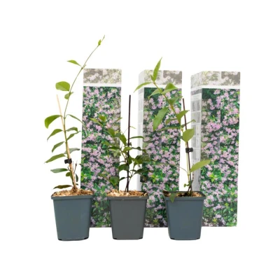 Afbeelding van Toscaanse Jasmijn Set van 3 Roze Tuinplanten Pot 9cm Hoogte 25 40cm