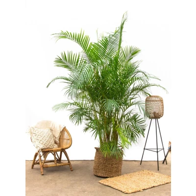 Afbeelding van Dypsis Lutescens (Areca palm) 225cm