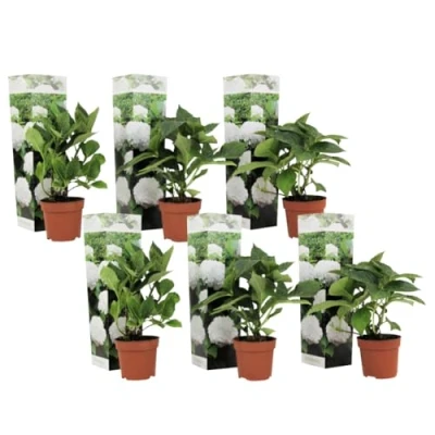 Afbeelding van Hydrangea macrophylla Wit Set van 6 Hortensia Pot 9cm Hoogte 25 40cm