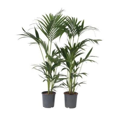Afbeelding van Kentia Palm Set van 2 Howea Forsteriana Pot 18cm Hoogte 90 100cm