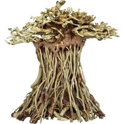 Afbeelding van Superfish Bonsai Mushroom Small