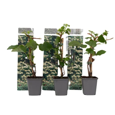 Afbeelding van Hydrangea &#039;Petiolarisâ Set van 3 Klimhortensia Pot 9cm Hoogte 25 40cm