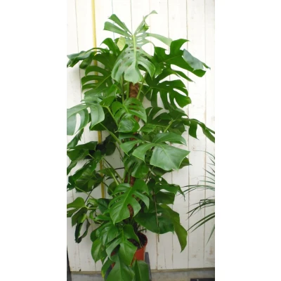 Afbeelding van Kamerplant Monstera deliciosa 120 cm Warentuin Natuurlijk