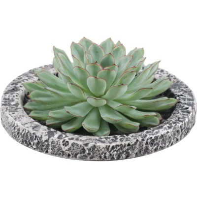 Afbeelding van Echte Succulent groen in Concrete keramiek schaal Ø12 14 cm ↕5 cm1x Echeveria Pulidonisvetplant