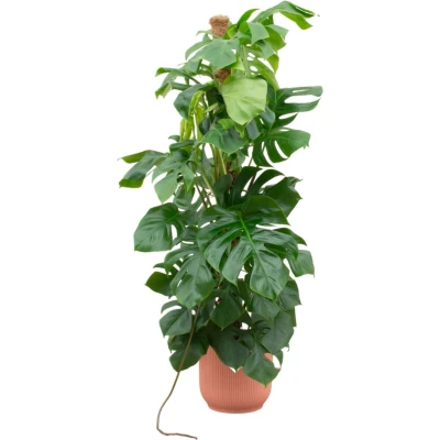 Afbeelding van Monstera Pertusum XL + elho Vibes Fold Round roze Ø30 150cm