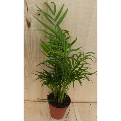 Afbeelding van Dwergpalm Klein Warentuin Natuurlijk