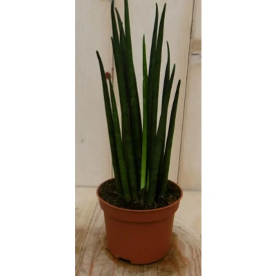 Afbeelding van Kamerplant Vrouwentong Sansevieria 30 cm Warentuin Natuurlijk