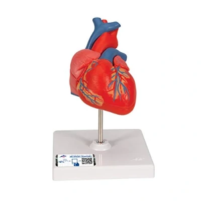 Afbeelding van 3B Scientific Menselijke anatomie klassiek model van het hart, 2 delig + gratis anatomiesoftware slimme
