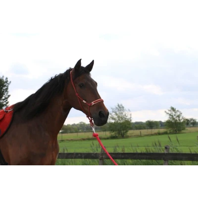 Afbeelding van F.R.A. Rij en Trainingshalster Pablo