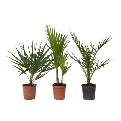 Afbeelding van Buiten Palmbomen Mix van 3 planten Pot 15cm Hoogte 50 70cm