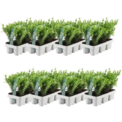 Afbeelding van Plants by Frank 48 hulst planten winterhard x Ø7 cm ↕15 Ilex crenata Jenny haagplanten