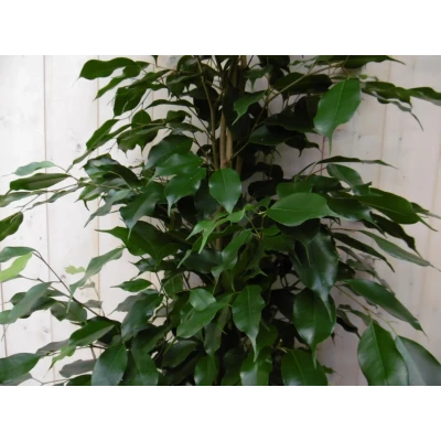Afbeelding van Kamerplant Ficus Donkergroen 160 cm Warentuin natuurlijk